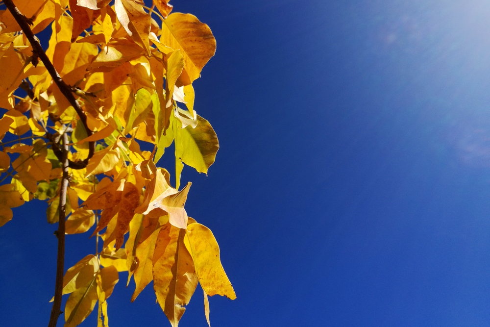 1617176727298984.jpg 高原藍 (1).jpg