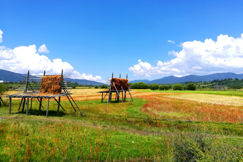 1617176763106038.jpg 高原藍 (2).jpg