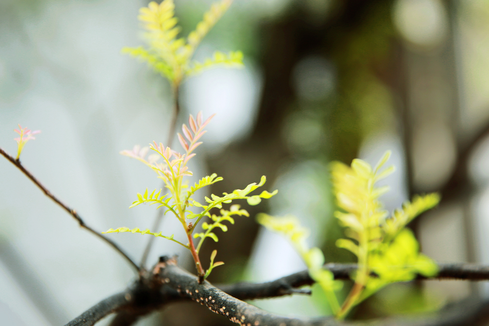 1618311368385091.jpg 790A0903.jpg