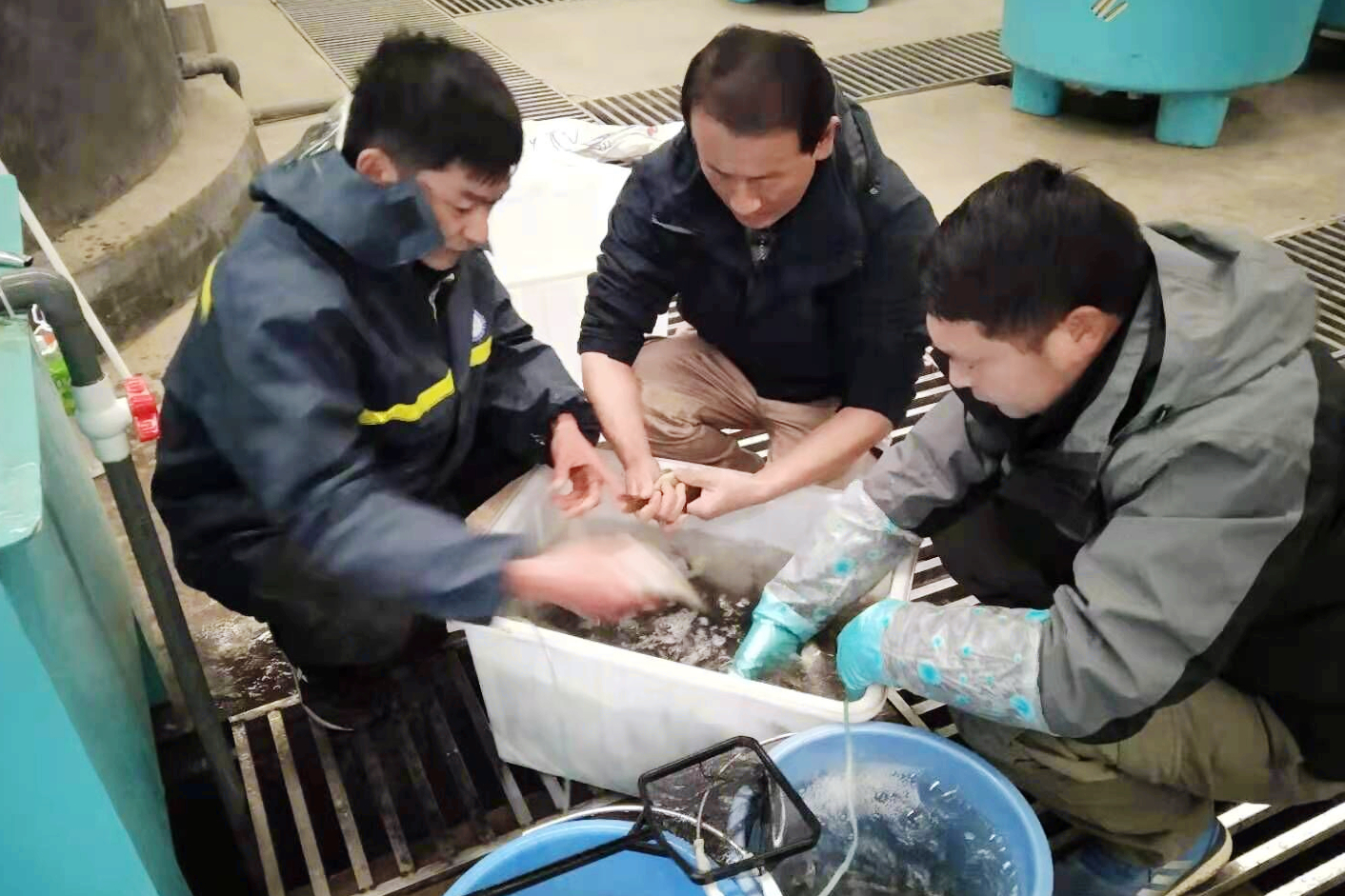 1636613410521114.jpg 待生產(chǎn)親魚篩選.jpg