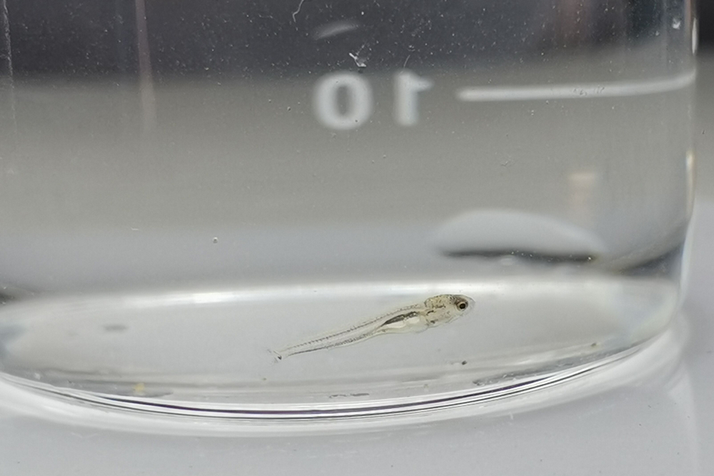 1636613527368007.jpg 孵化不滿48小時的幼魚.jpg