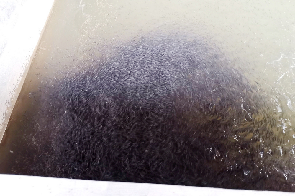 1636616572203927.jpg 正在適應室外環(huán)境的培育期魚苗.jpg