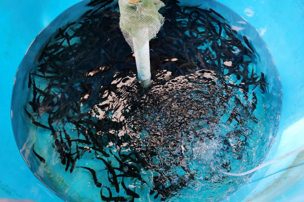 1636616623136845.jpg 完成訓練和標記的待放流魚苗.jpg