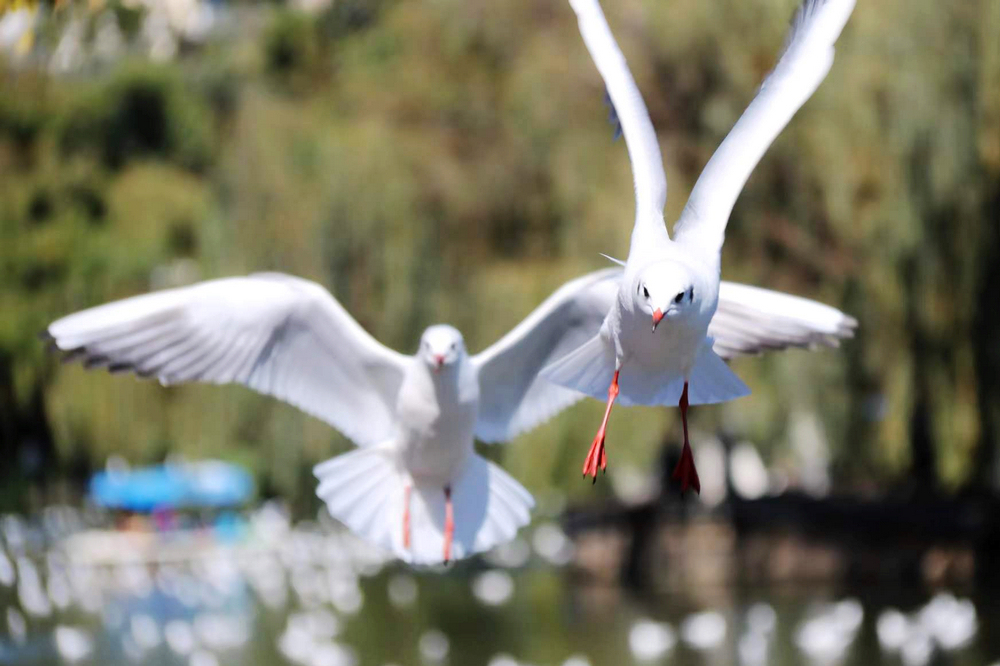 1641366674670435.jpg 1.jpg