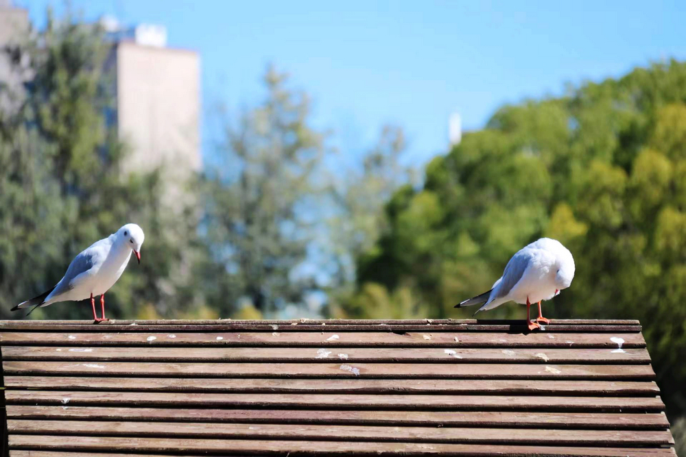 1641366735897987.jpg 2.jpg