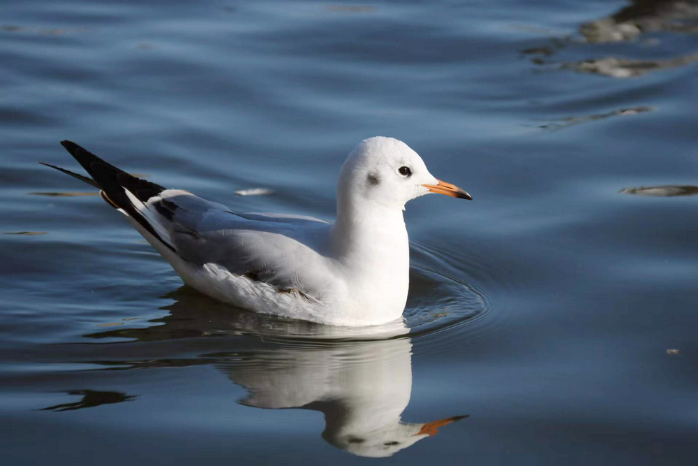 1641366807120772.jpg 3.jpg