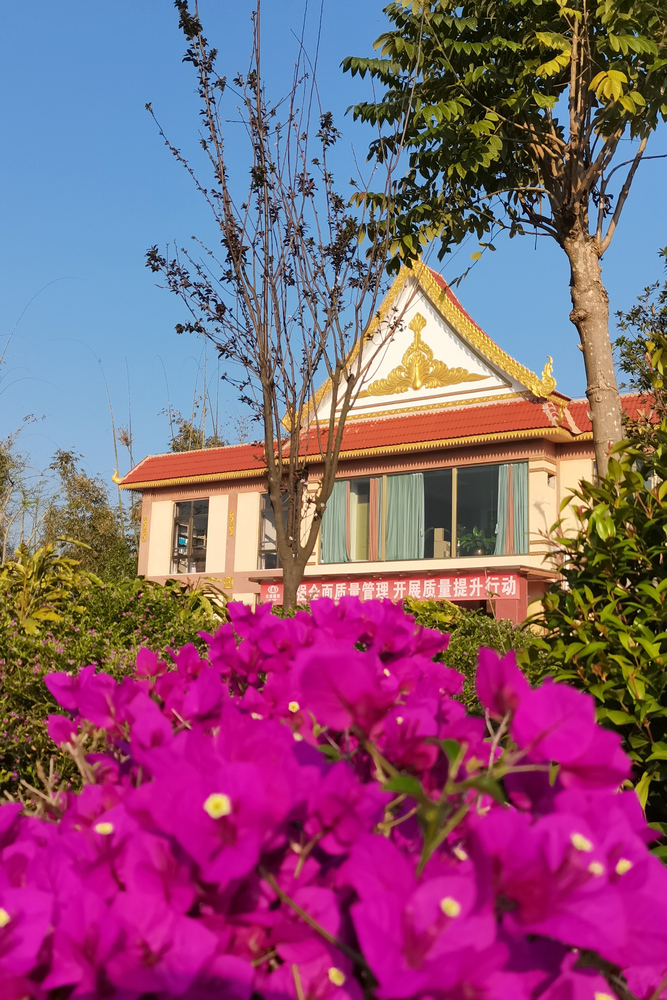 1648862208151557.jpg 【發(fā)現(xiàn)建設(shè)一線的春景】春意濃濃的勐遮水廠1- 水投公司 布圖.jpg